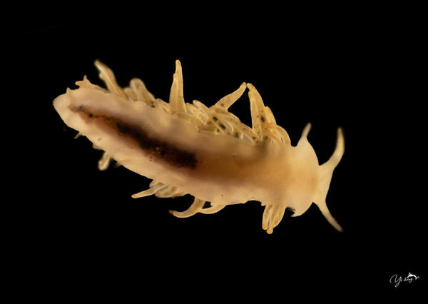 Following the other photo: Calma claucoides or C. gobioophaga?