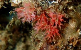 Foraminifère rouge ?