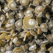 Foraminifères indonésiens