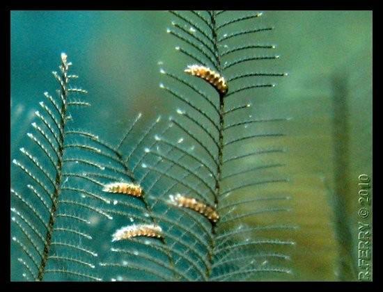 Formation particulière sur hydraire (caraïbes)