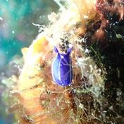 Forme de coccinelle 