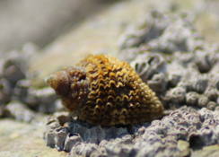 Forme imbricata du Nucella lapillus, une adaptation à son milieu de vie?