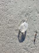 forme intrigante sortant du sable 