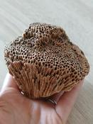 FOSSILE DE CORAIL?