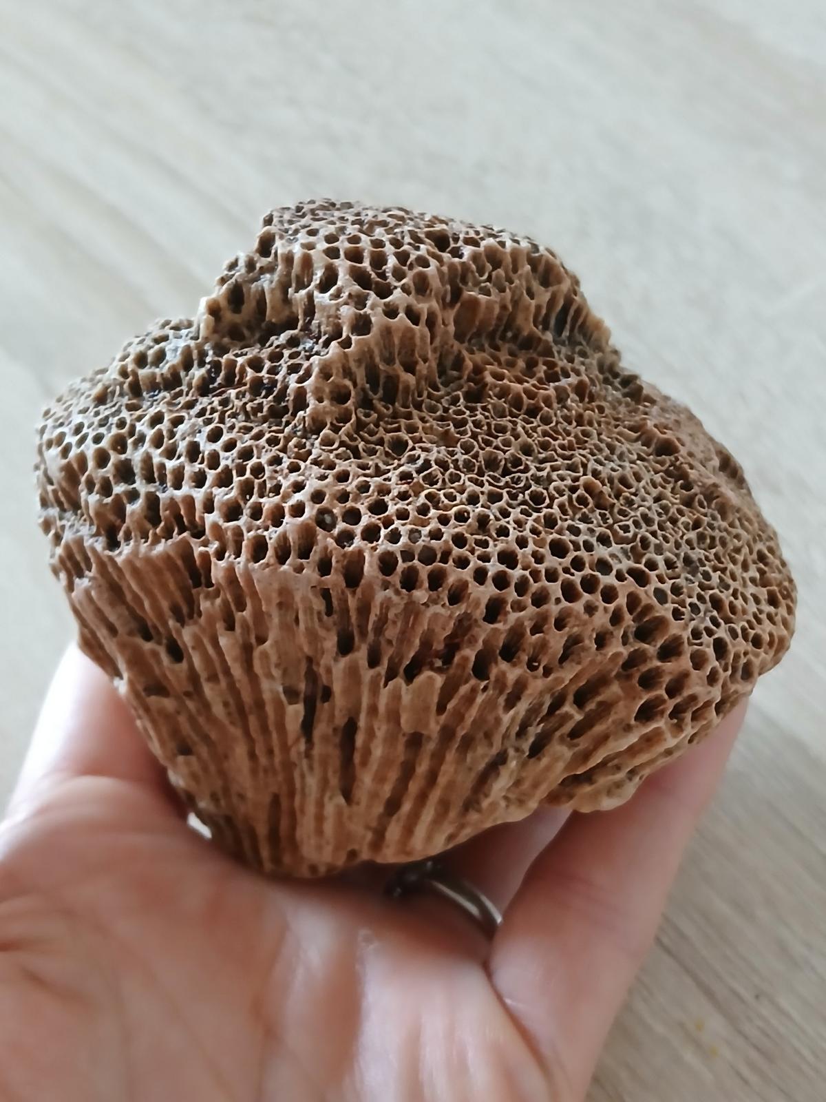 FOSSILE DE CORAIL?