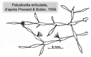 <em>Paludicella articulata</em> est surtout présent dans les eaux courantes et la forme de ses colonies est différente.