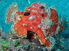 Frog fish