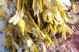 Fucus serratus gluant !!!