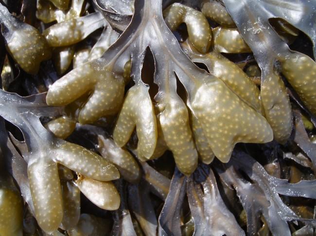 Fucus vésiculosus