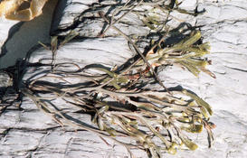 Fucus vesiculus ?  Médio-litoral