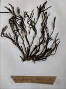 Furcellaria?