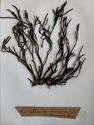Furcellaria?