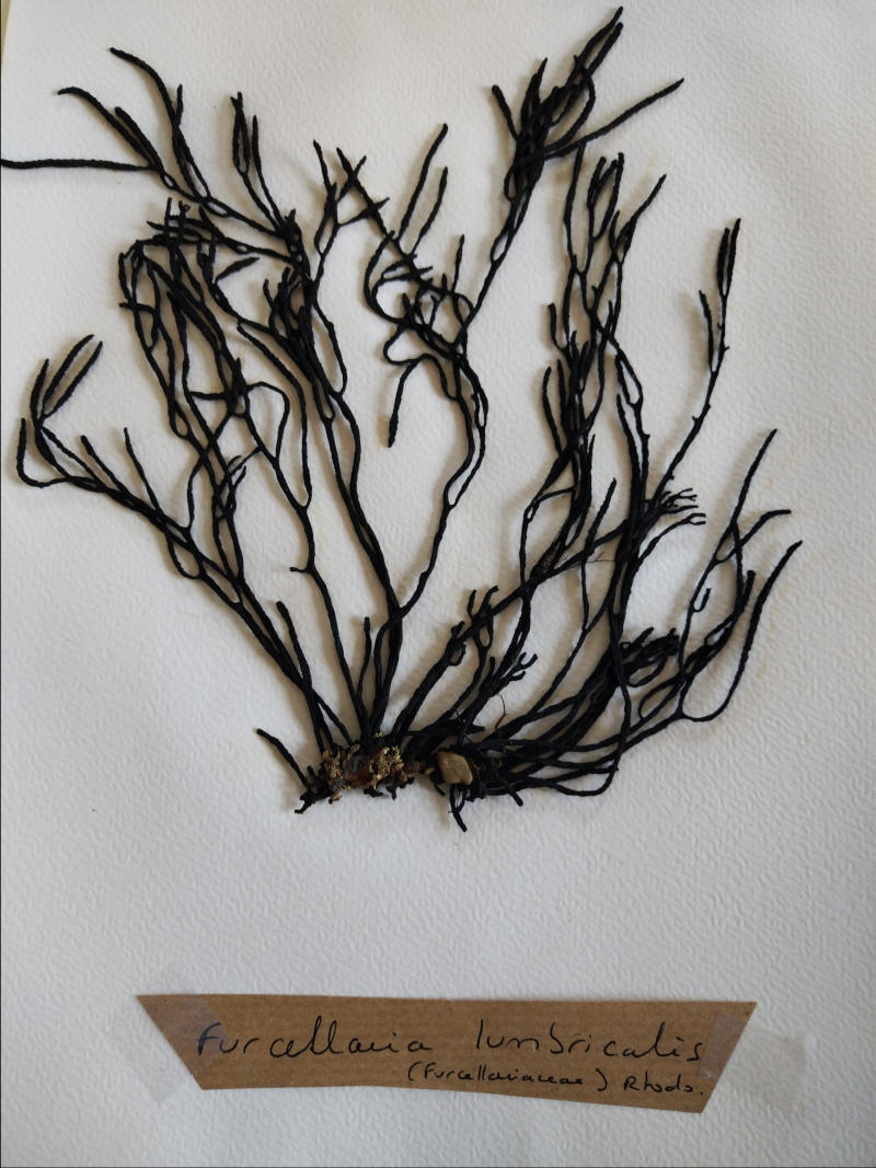 Furcellaria?