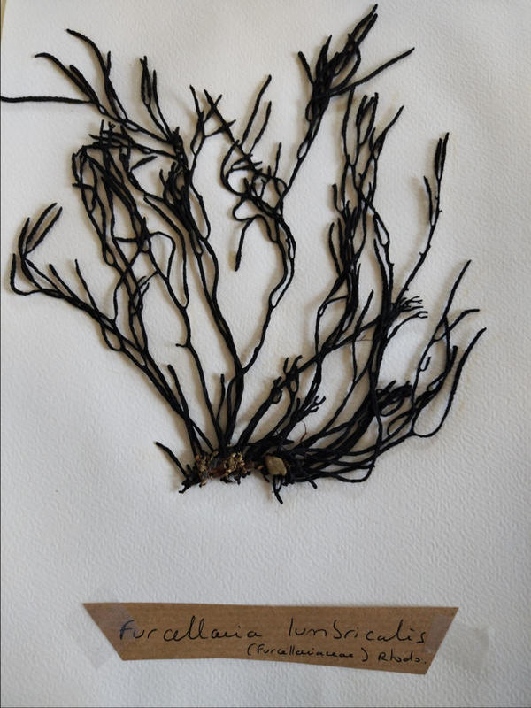 Furcellaria?