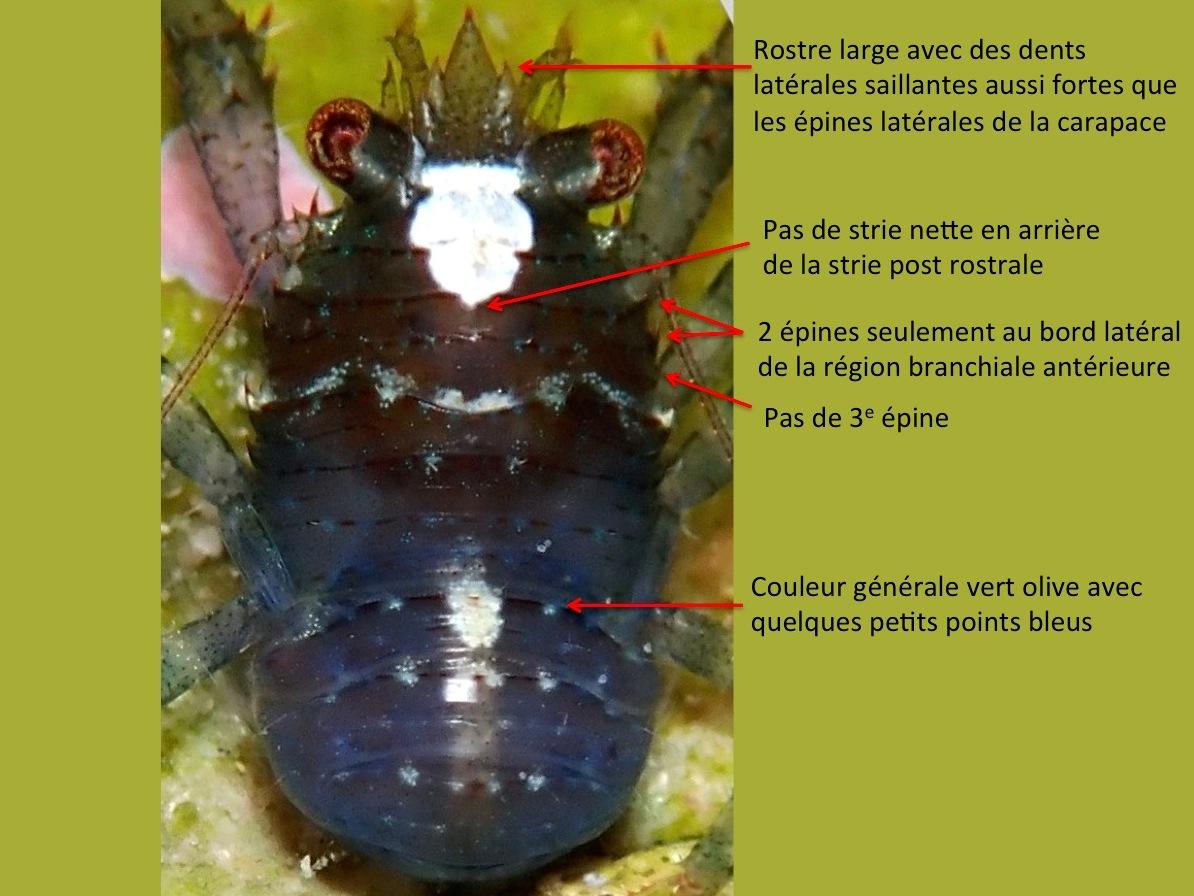 <p>Bonsoir,</p><p>les principaux caractères morphologiques sont bien visibles sur la photo légendée ci-jointe ; un grand oui pour la galathée grise...