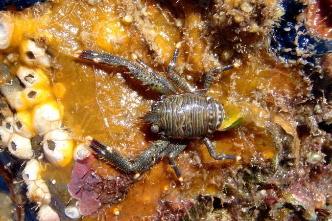 Galathea squamifera ?