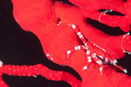 Galathée dans une gorgone rouge