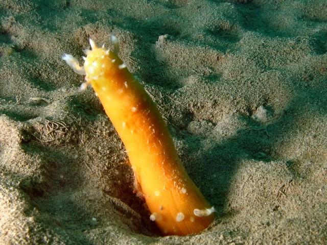 pour l'échelle, la vérétille fait 10 cm, au pied de laquelle elle se cachait et photo faite à 10m<br /><br />Elisabeth