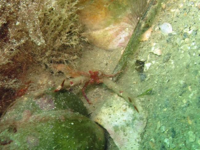 Une autre vue. Désolée pour la qualité médiocre, mais la bestiole était très vive et l'eau très chargée...