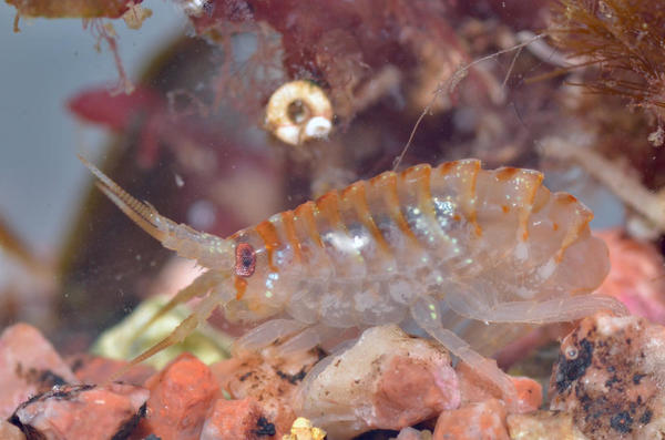 Gammarellus homari ? à Saint-Pierre (975)