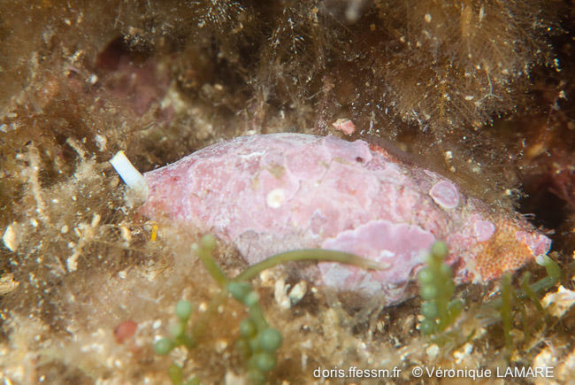 gastéropode à coquille