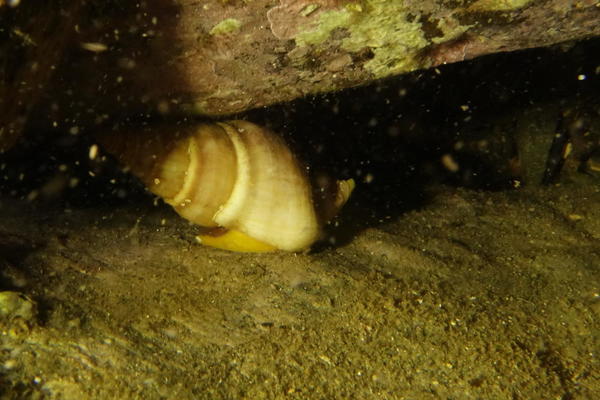Gastéropode avec un corps jaune orangé