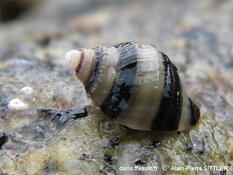 Gastéropode breton