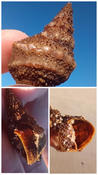 Gasteropode ? colonisé par H. echinata et H. divericolor