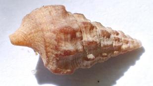 Gasteropode marin