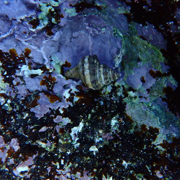 gastéropode marin bicolore