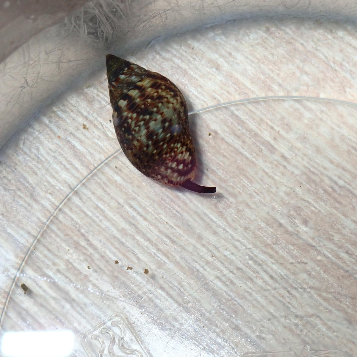 gastéropode marin dans 10 cm