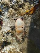 Gasteropode marin mort, quel espèce ?