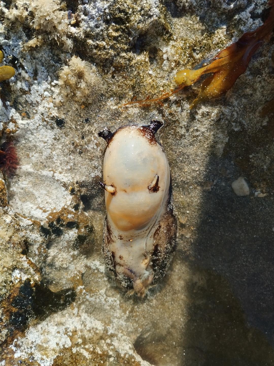 Gasteropode marin mort, quel espèce ?