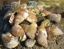 Gastéropode Noirmoutier