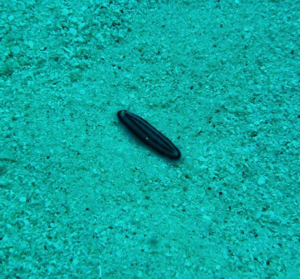 Gastéropode Nouvelle Calédonie