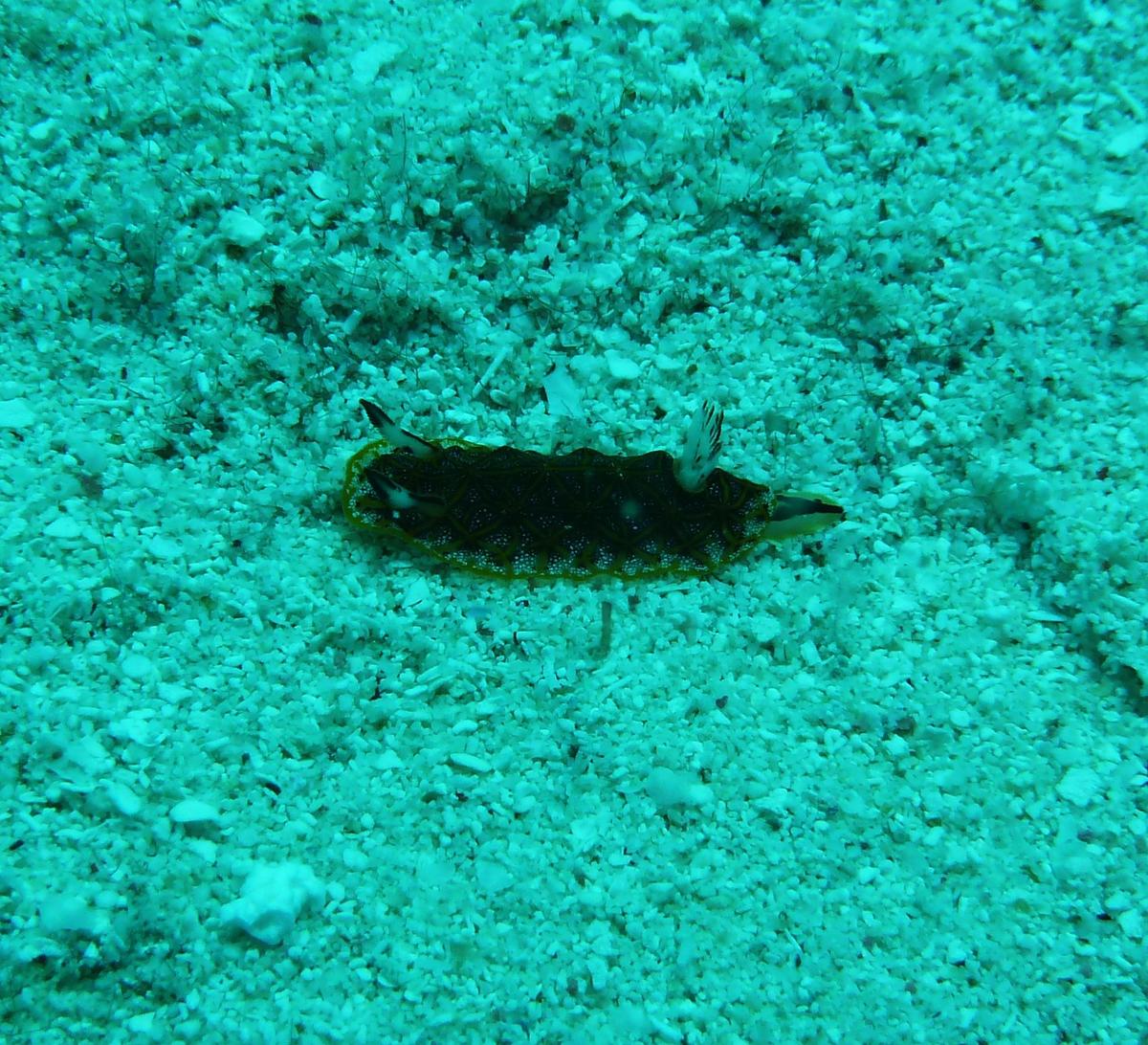  Gastéropode Nouvelle Calédonie