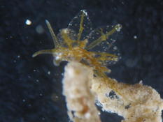 Gastéropode opistobranche