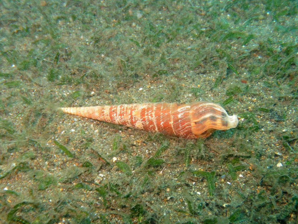 Gastéropode, Terebra sp.