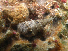 Gastéropode