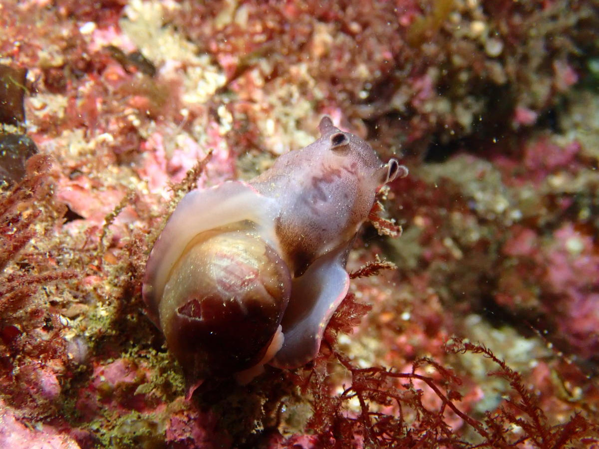  Gastéropodes opistobranche bizarre