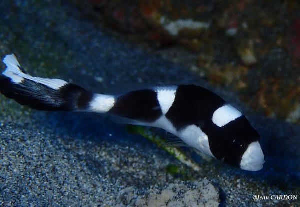 Gaterin tacheté noir Juvénile (Plectorhinchus Picus)