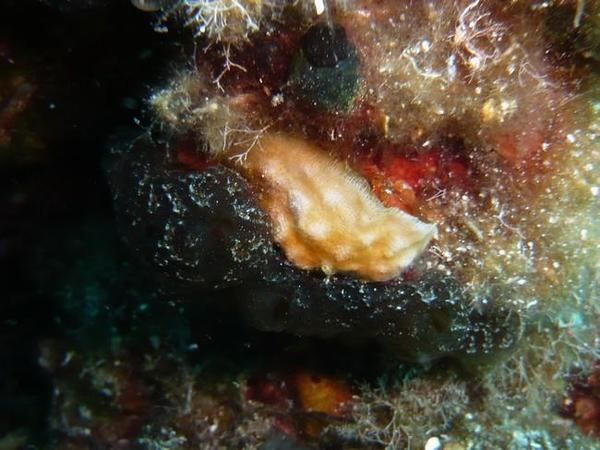 Geitodoris ou éponge ?