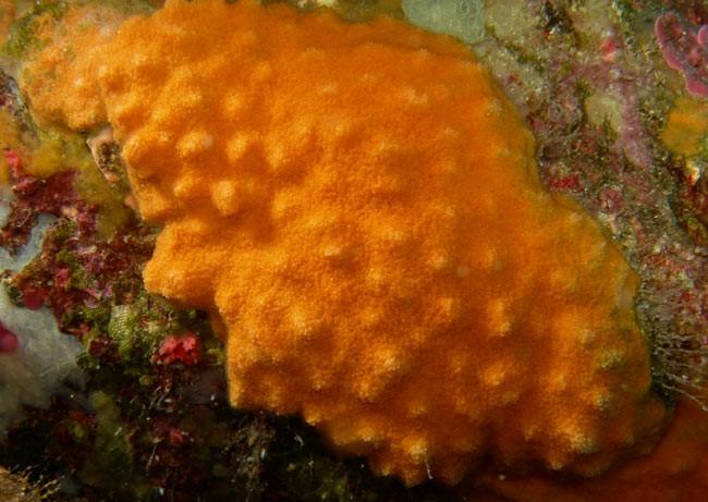 Bonjour, <br />s'il s'agit de la plaque encroûtante mamelonnée orangée, il faut changer d'embranchement pour se diriger vers les bryozoaires.<br />...