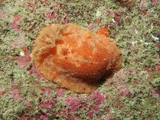 Geitodoris planata ?