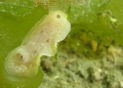 Geitodoris planata  Geitodoris étoilé?????