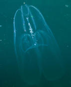 Gélatineux ctenophore n°1 à SPM