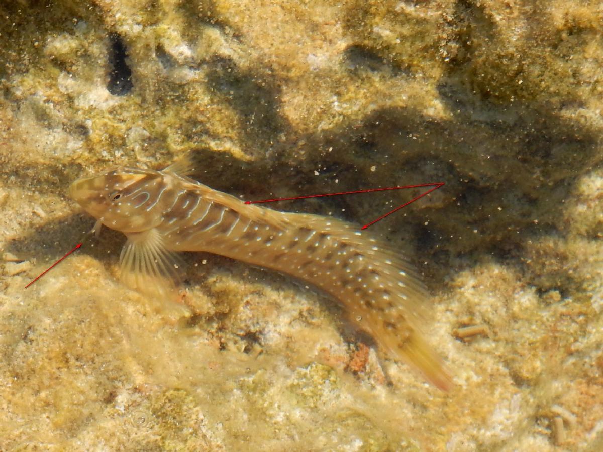 Genre Blennius sp. nd.