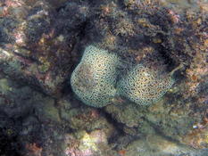 genre de corail cerveau ?