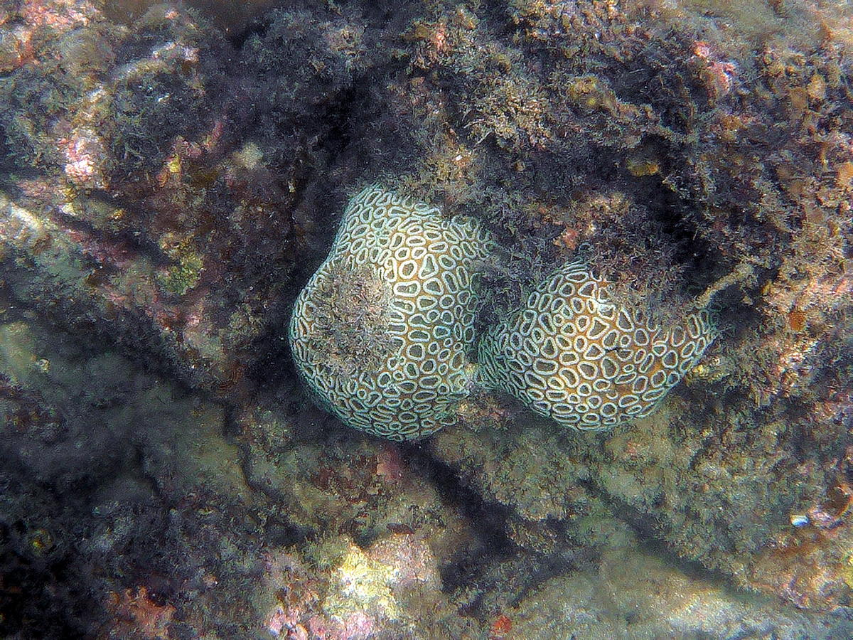 genre de corail cerveau ?