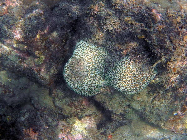 genre de corail cerveau ?